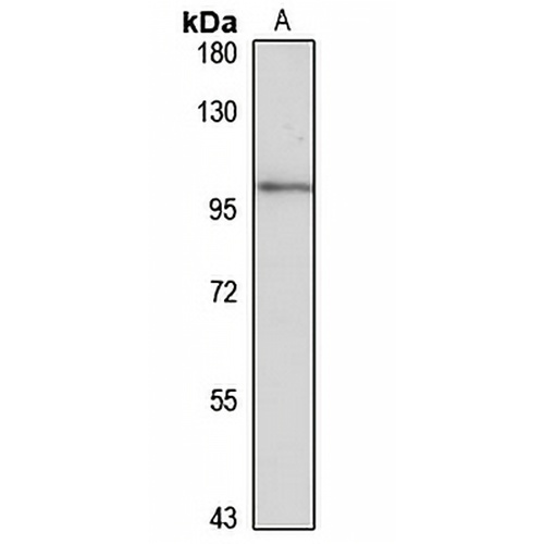 MANBA Rabbit Polyclonal Antibody