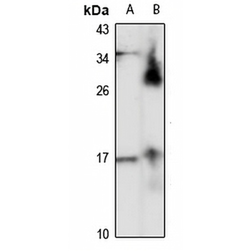 LC3C Rabbit Polyclonal Antibody