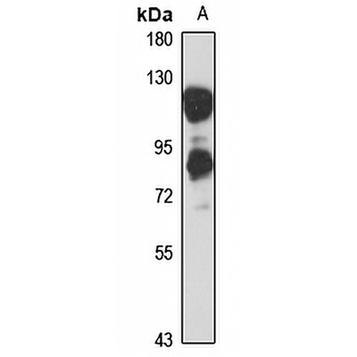 MAP7 Rabbit Polyclonal Antibody