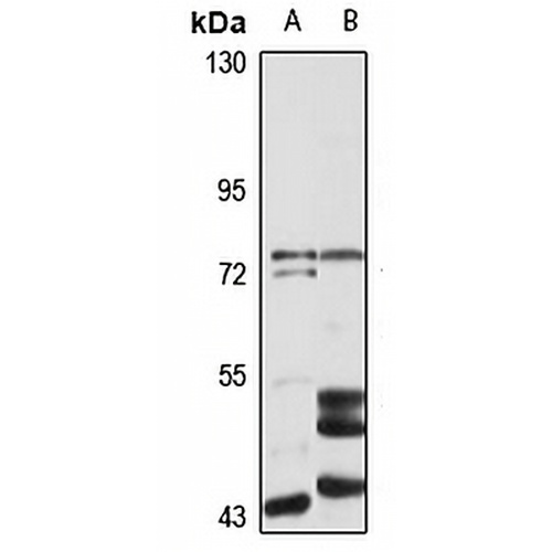 JIP1 Rabbit Polyclonal Antibody