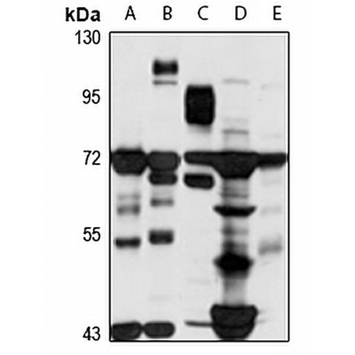 MAPKAP1 Rabbit Polyclonal Antibody