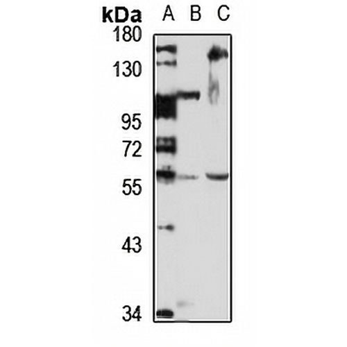 MARCO Rabbit Polyclonal Antibody