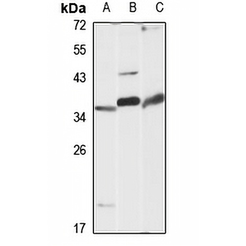 MC1 Receptor Rabbit Polyclonal Antibody