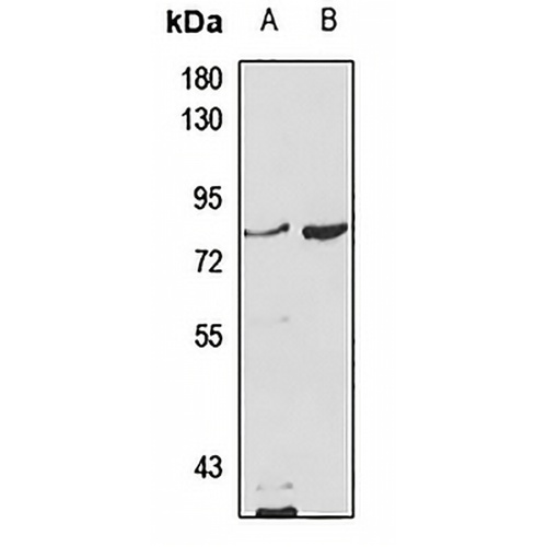 MCCA Rabbit Polyclonal Antibody
