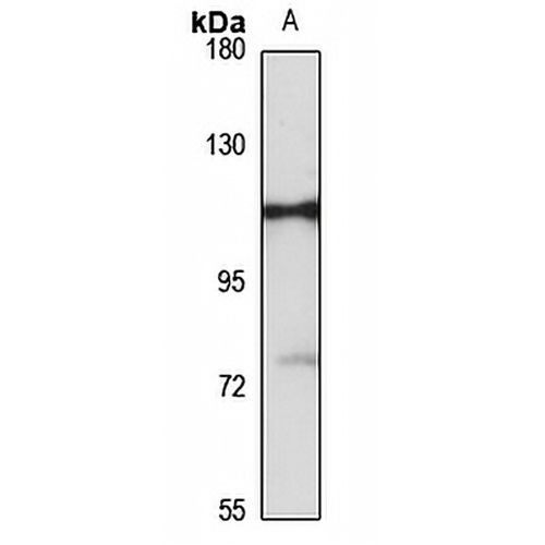 DBL Rabbit Polyclonal Antibody