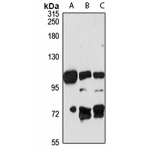 MDGA2 Rabbit Polyclonal Antibody