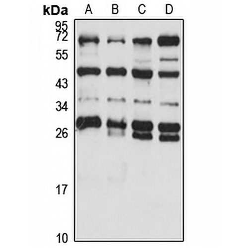 MEAF6 Rabbit Polyclonal Antibody
