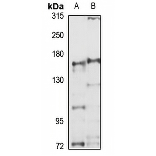 MED14 Rabbit Polyclonal Antibody