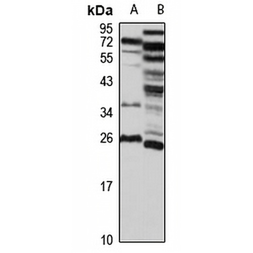 MED19 Rabbit Polyclonal Antibody