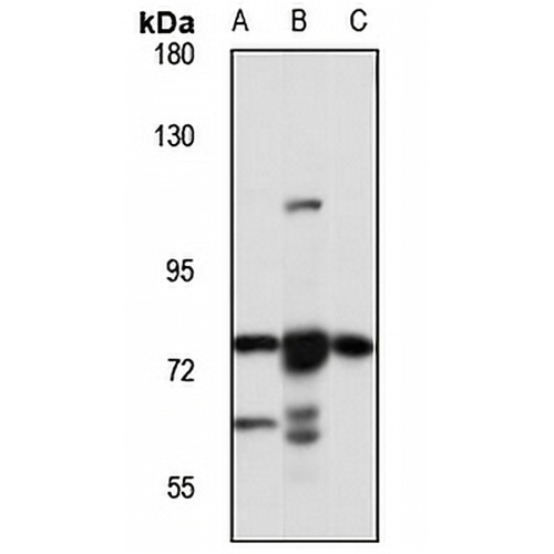 MED25 Rabbit Polyclonal Antibody