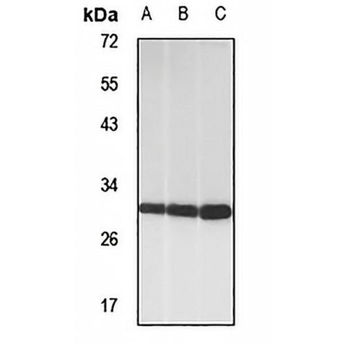 MED7 Rabbit Polyclonal Antibody