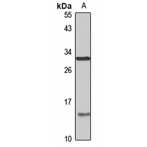 MOX-1 Rabbit Polyclonal Antibody