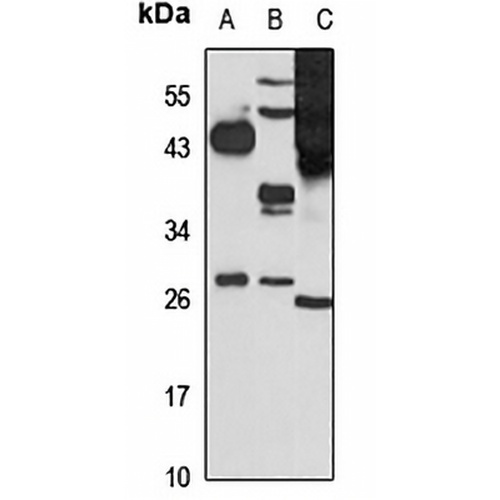 MESP1 Rabbit Polyclonal Antibody