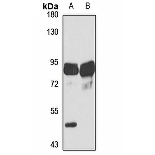MFN2 Rabbit Polyclonal Antibody