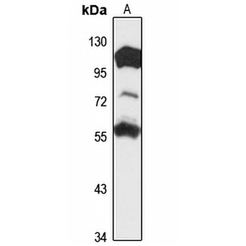 GnT-IVc Rabbit Polyclonal Antibody