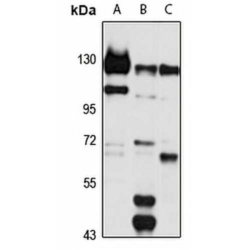 NCOAT Rabbit Polyclonal Antibody
