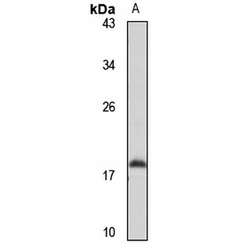 MGST1 Rabbit Polyclonal Antibody