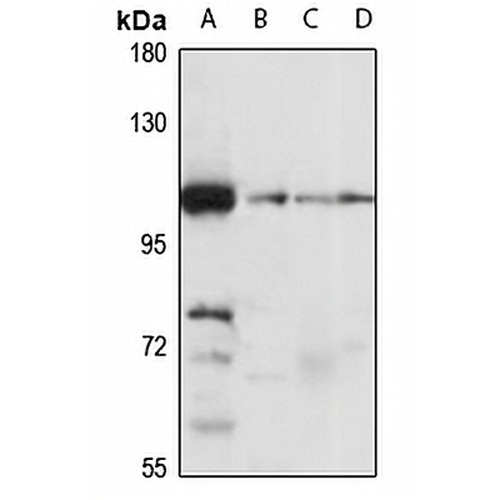 MIB2 Rabbit Polyclonal Antibody