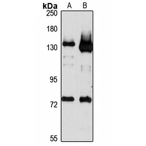 MICAL1 Rabbit Polyclonal Antibody