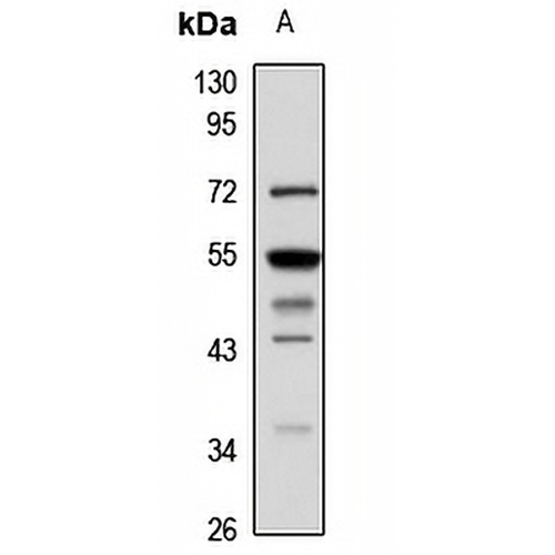 SMCR7L Rabbit Polyclonal Antibody
