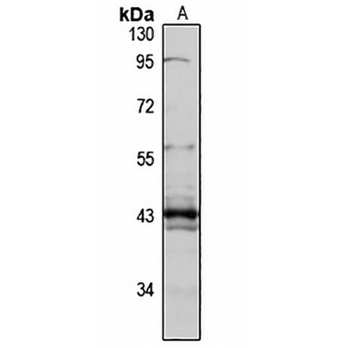 IIp45 Rabbit Polyclonal Antibody