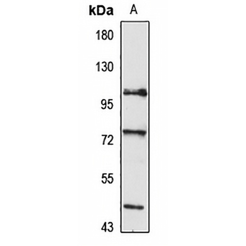 MIPEP Rabbit Polyclonal Antibody