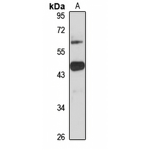 MLC1 Rabbit Polyclonal Antibody