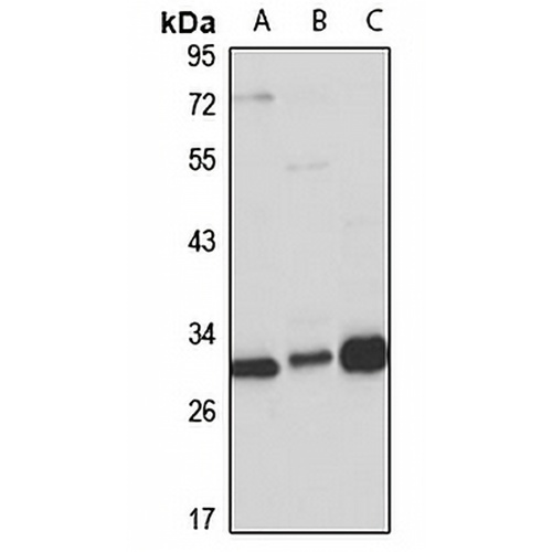 MLF2 Rabbit Polyclonal Antibody
