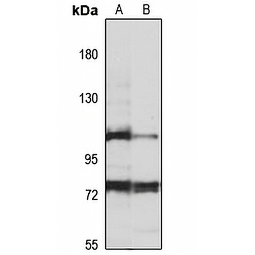 MLLT10 Rabbit Polyclonal Antibody
