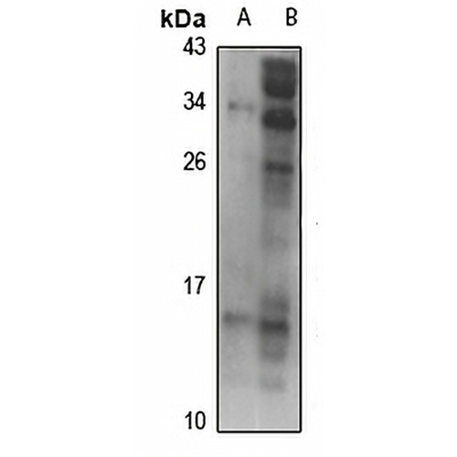 Motilin Rabbit Polyclonal Antibody