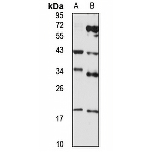MMADHC Rabbit Polyclonal Antibody