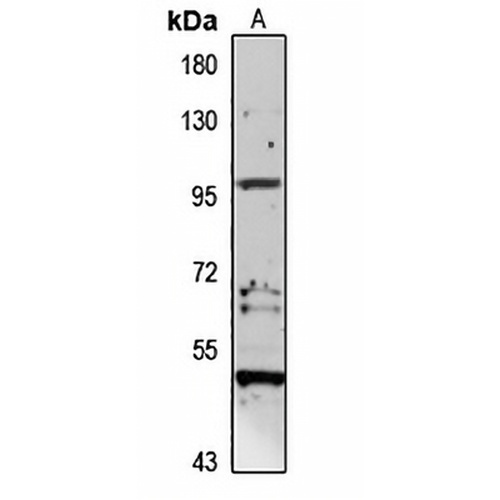 NEP2 Rabbit Polyclonal Antibody