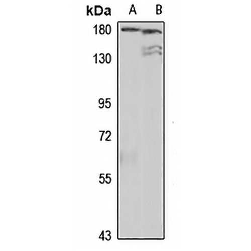 Multimerin-1 Rabbit Polyclonal Antibody
