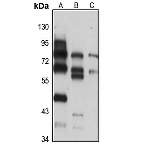 MNS1 Rabbit Polyclonal Antibody