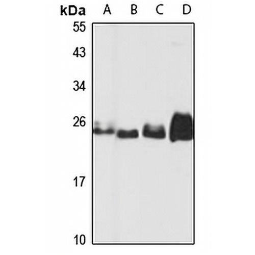 MOB4 Rabbit Polyclonal Antibody