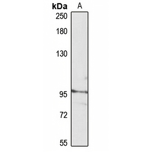 MoCo Sulfurase Rabbit Polyclonal Antibody