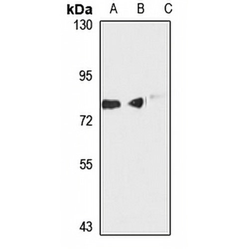 MOGS Rabbit Polyclonal Antibody