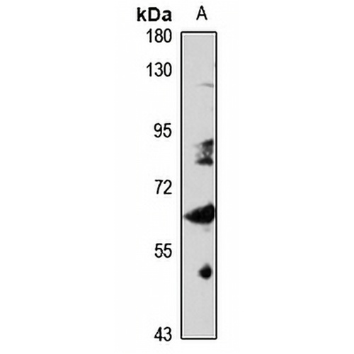 MON1B Rabbit Polyclonal Antibody