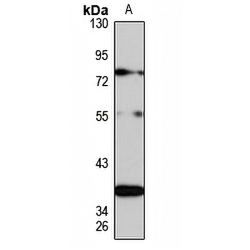 MORN1 Rabbit Polyclonal Antibody