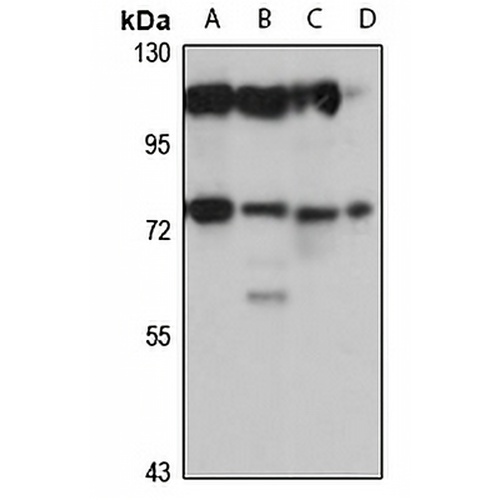 MOXD1 Rabbit Polyclonal Antibody