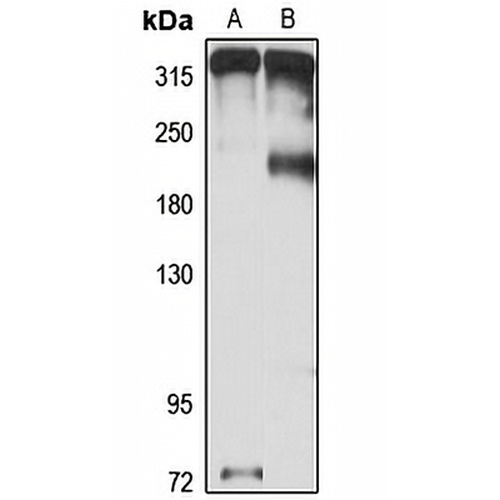 MPDZ Rabbit Polyclonal Antibody