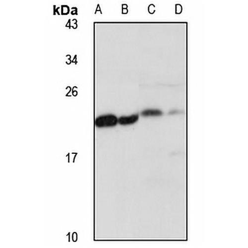 MPHOSPH6 Rabbit Polyclonal Antibody