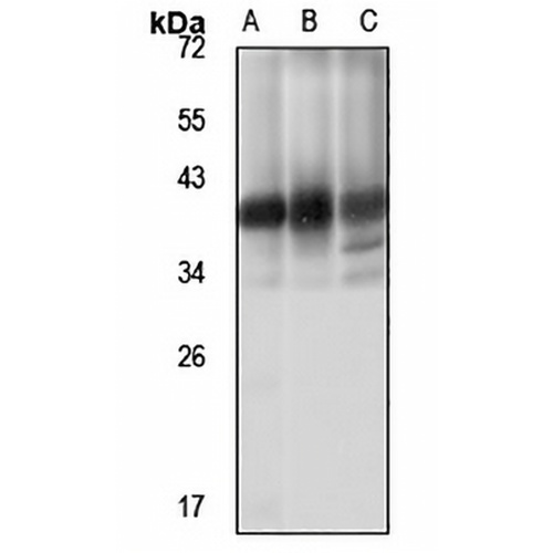 MPPED1 Rabbit Polyclonal Antibody