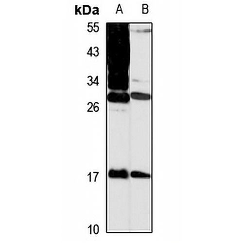 MPZL1 Rabbit Polyclonal Antibody