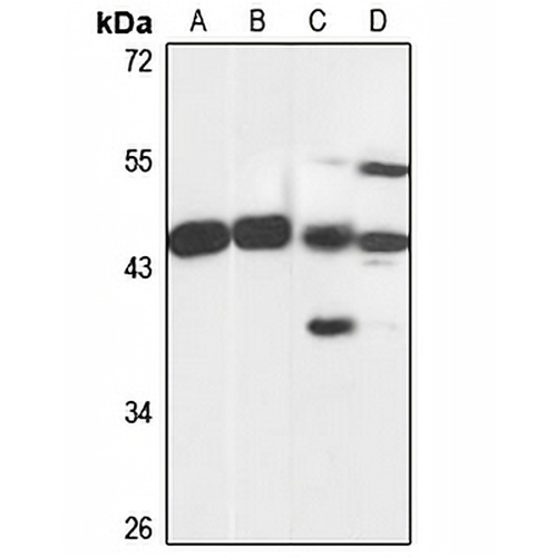 MRI1 Rabbit Polyclonal Antibody