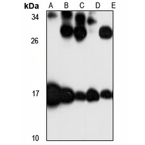 MRPL23 Rabbit Polyclonal Antibody