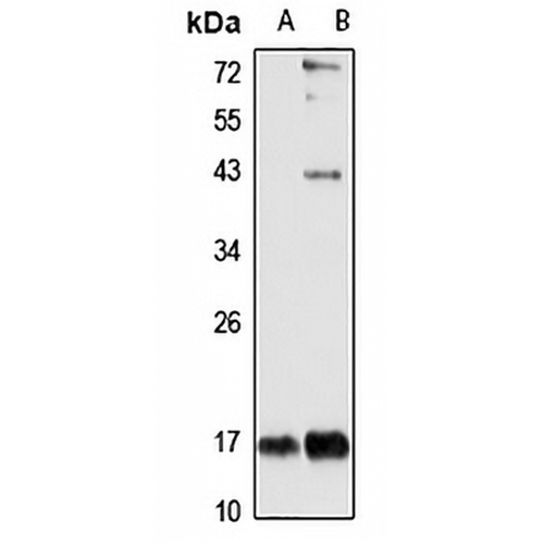 MRPL43 Rabbit Polyclonal Antibody