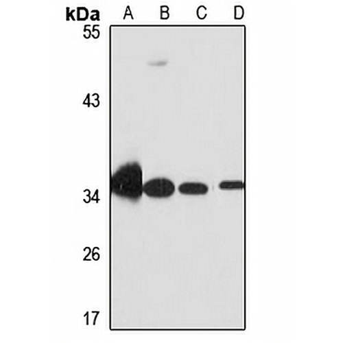 MRPL45 Rabbit Polyclonal Antibody