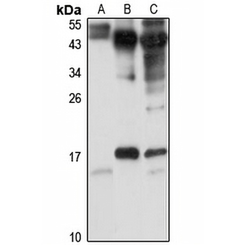 MRP-S14 Rabbit Polyclonal Antibody
