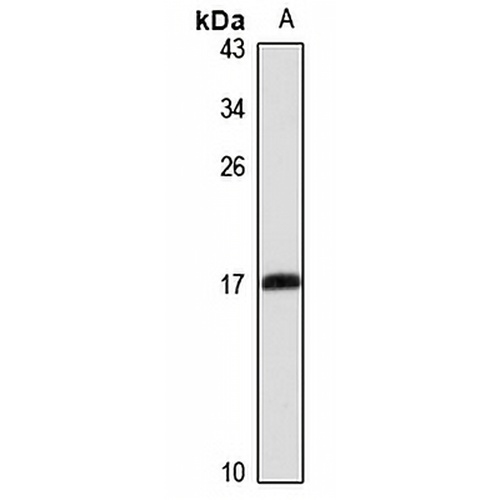 MRPS28 Rabbit Polyclonal Antibody